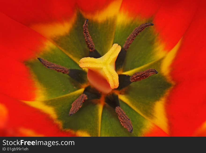 Inners of tulip close-up natural background. Inners of tulip close-up natural background