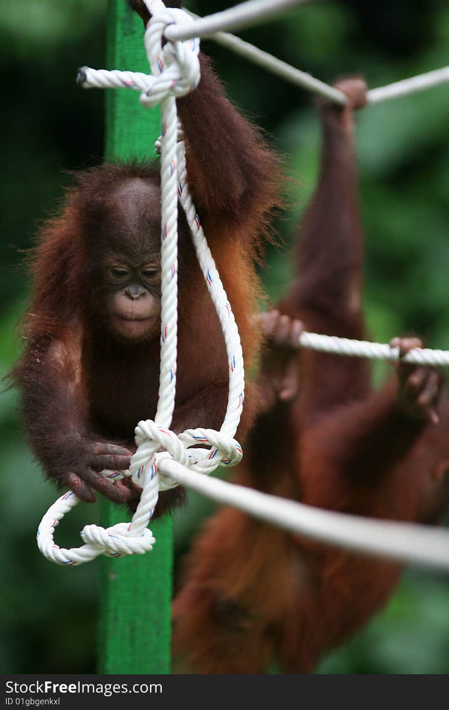 Orang utan on tightrope