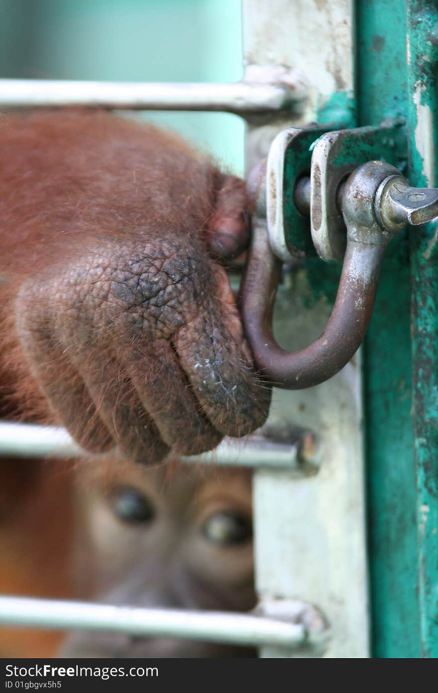 Orang utan in a cage holding the lock. Orang utan in a cage holding the lock