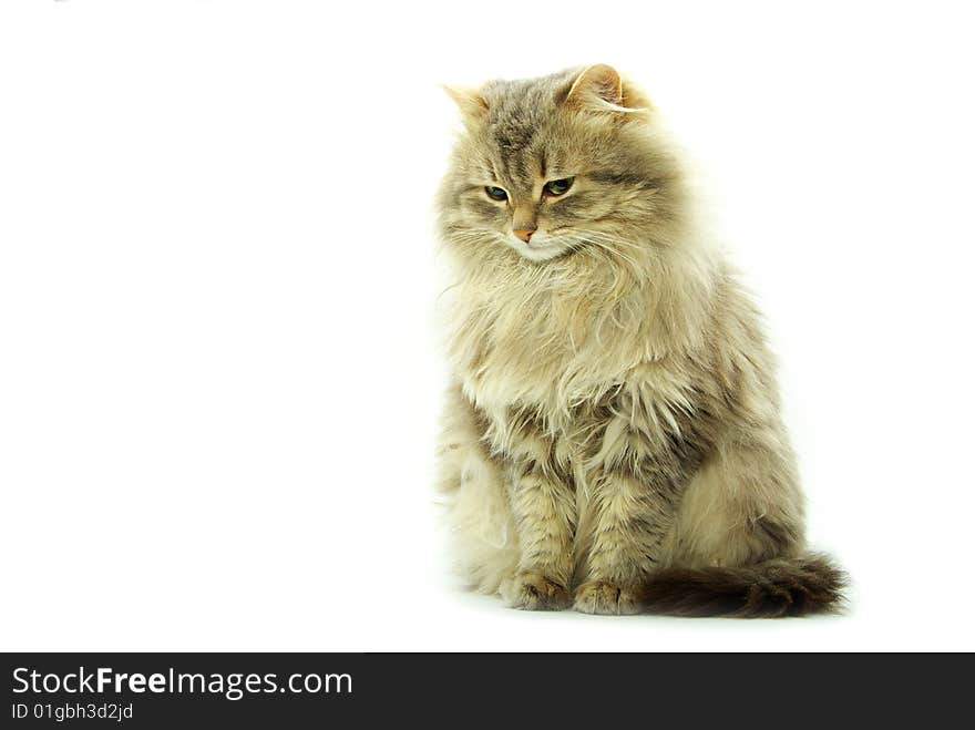 Cat isolated on a white background