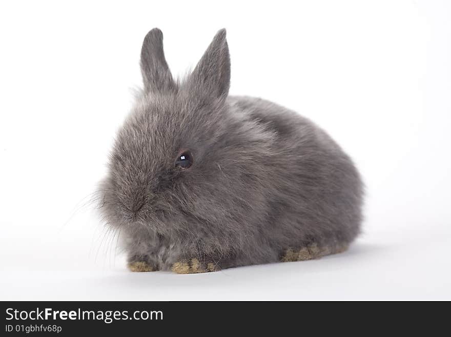 Grey bunny, isolated on white