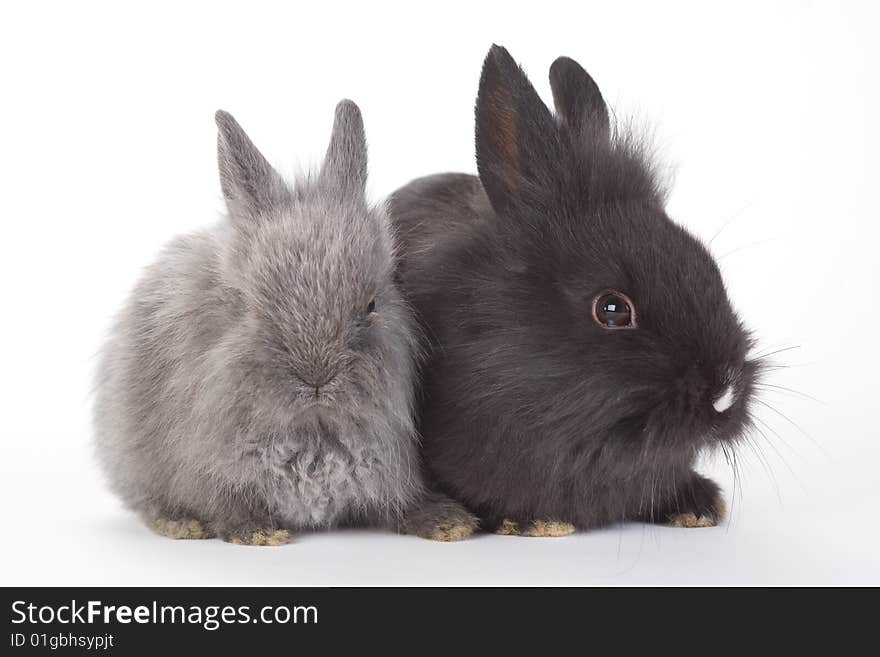 Grey and black bunny, isolated