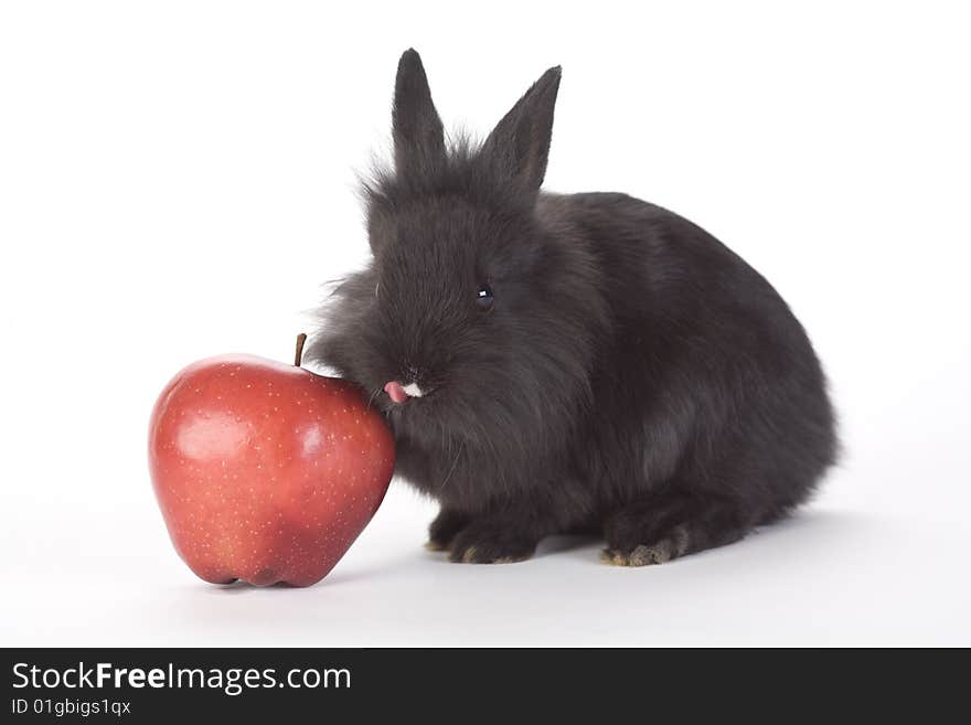 Black bunny and an red apple, isolated