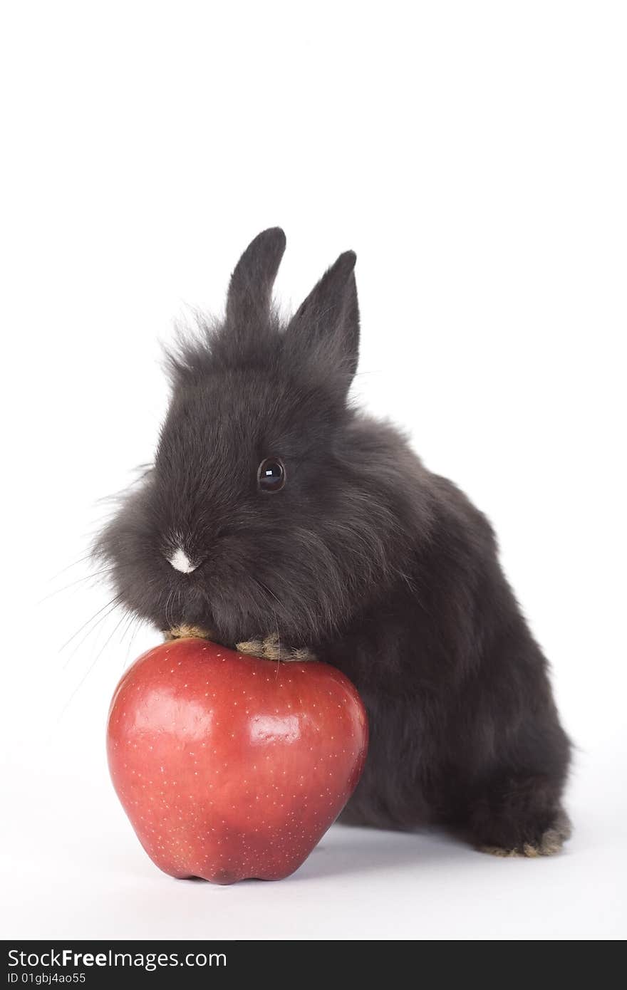 Black Bunny And An Red Apple, Isolated