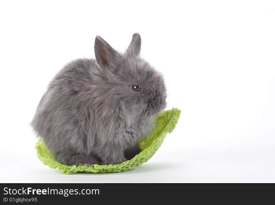 Grey bunny in the cabbage, isolated