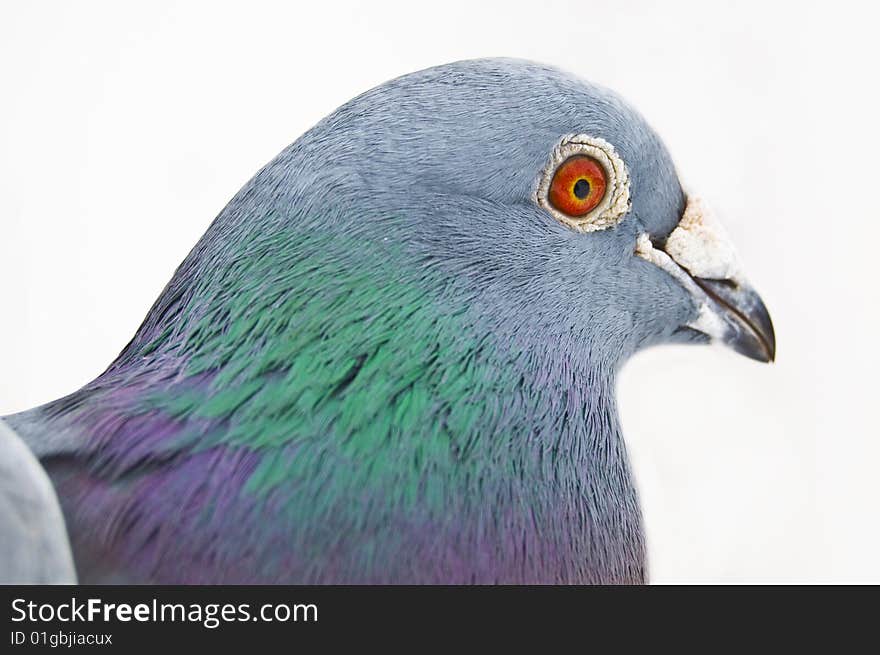 Carrier-pigeon with red eye.