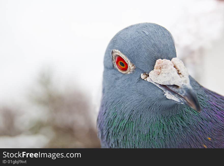 Pigeon