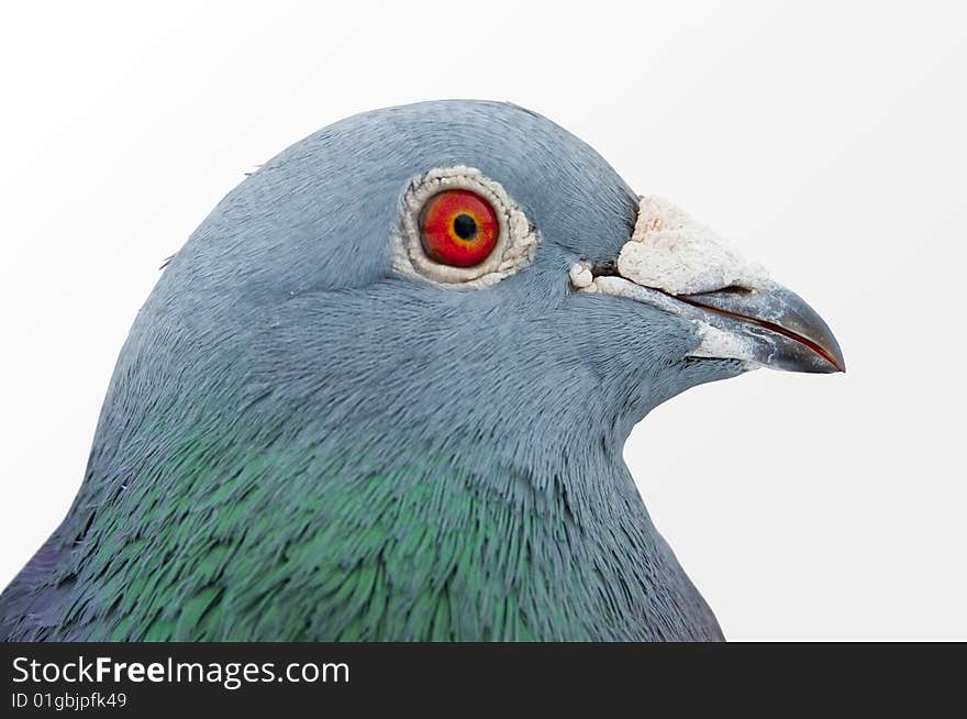 Carrier-pigeon with red eye.