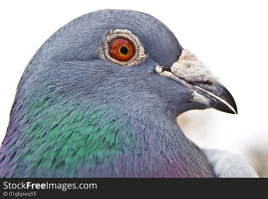 Carrier-pigeon with red eye.