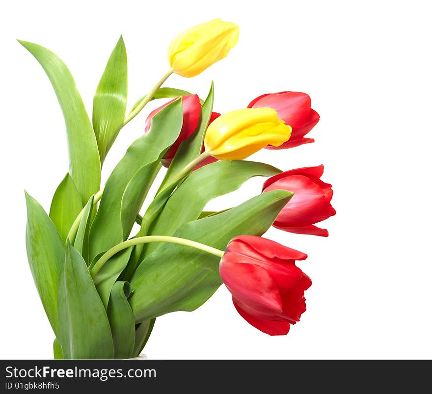 Red and yellow tulips isolated on white