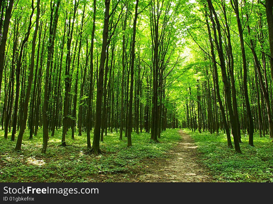 A path is in the green forest. A path is in the green forest