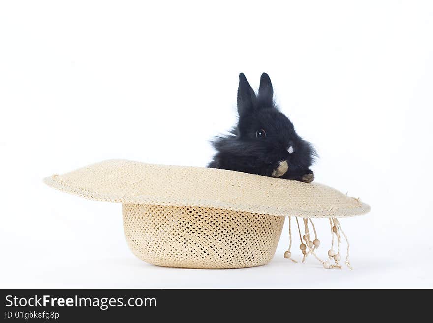 Black bunny in the straw hat, isolated