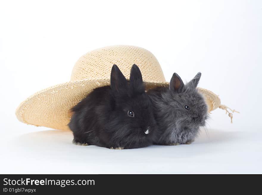 Two bunny in the straw hat, isolated