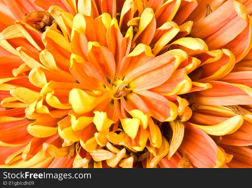 Chrysanthemum