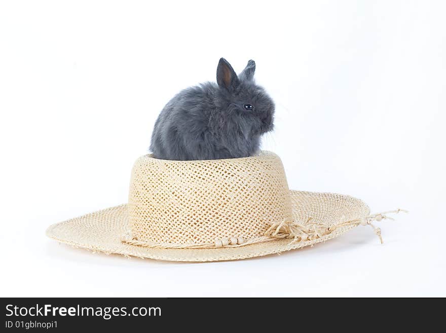 Grey Bunny In The Straw Hat, Isolated