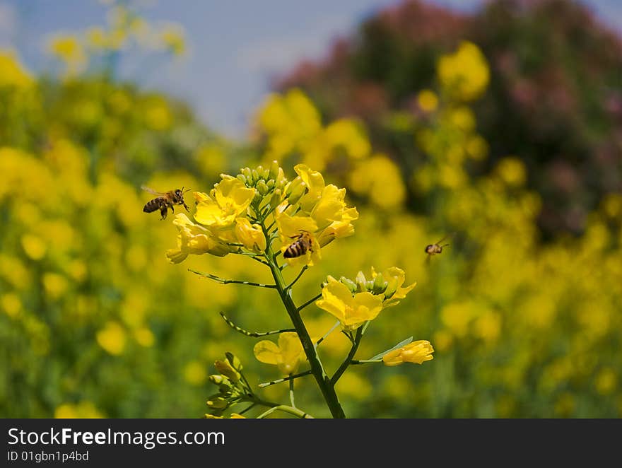 Rape field