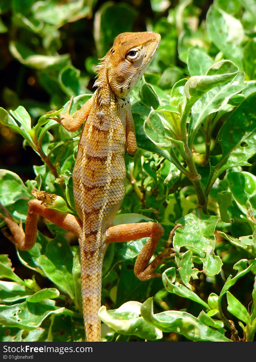 A climbing lizard stops and observing