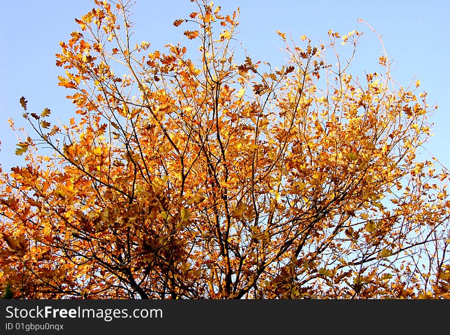 Tree with brown leaves at fall time