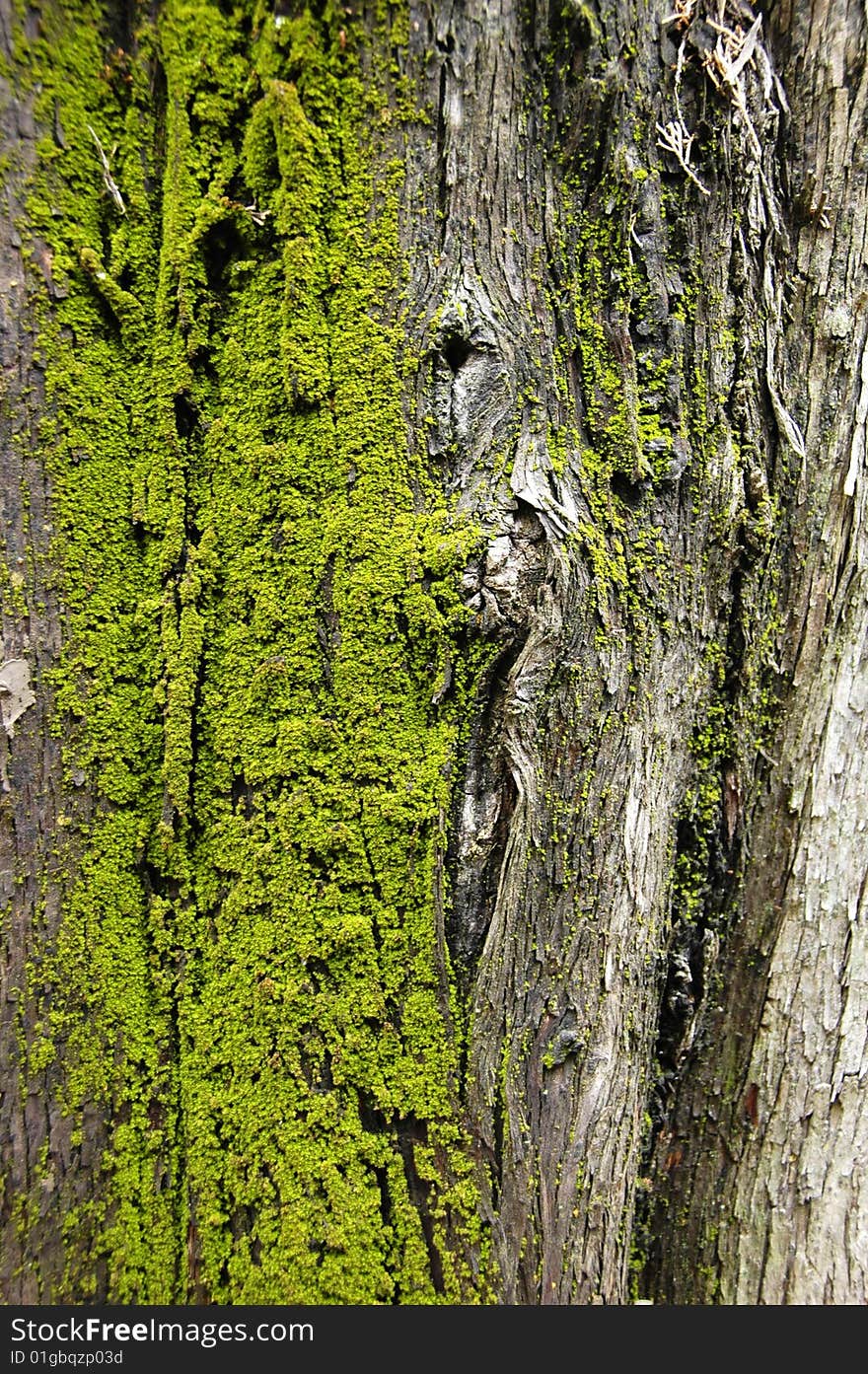 Mossy bark of the trunk of a cypress tree