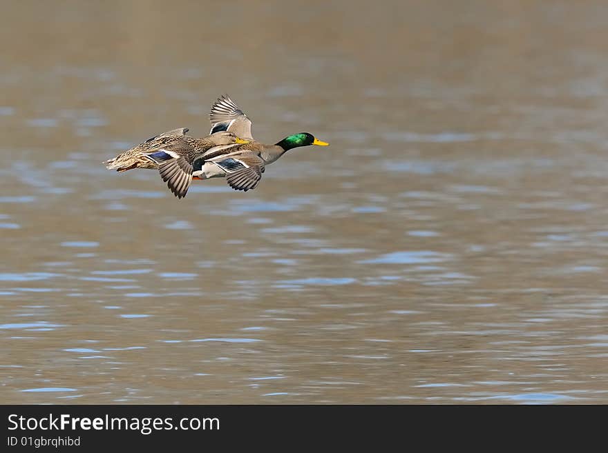 Photo of male and female mallard ducks in flight over water. Photo of male and female mallard ducks in flight over water