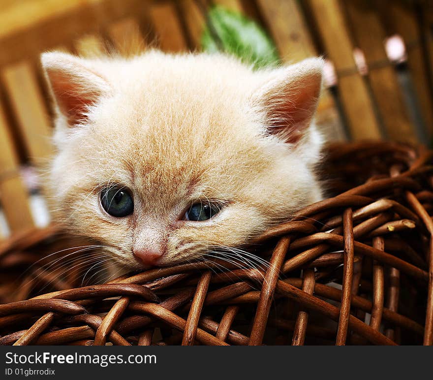 A british pedigree kitten posing in the basket for a photo. A british pedigree kitten posing in the basket for a photo