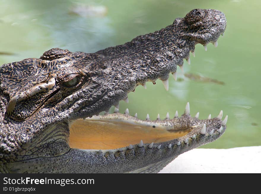 Alligator