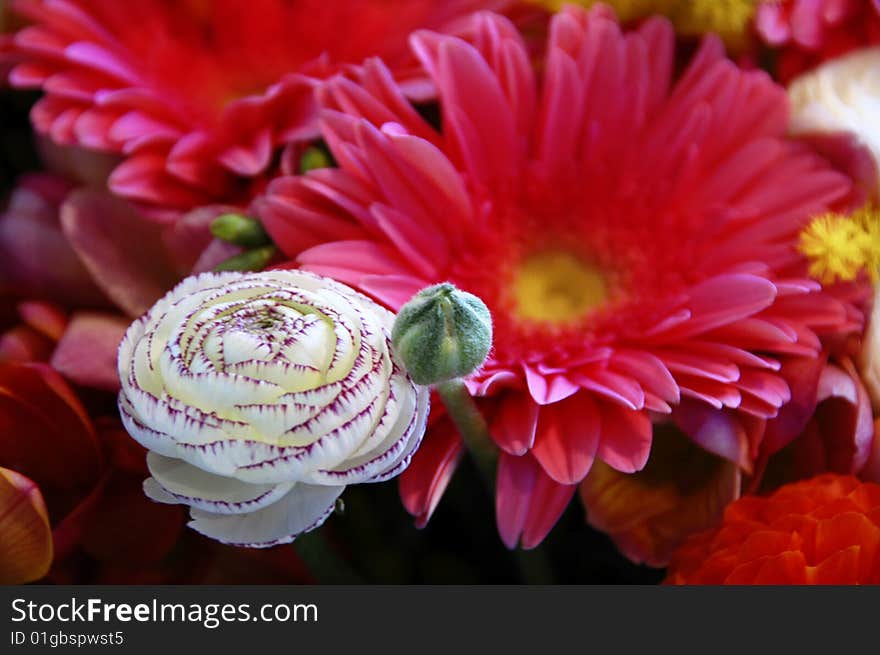 Gerbera and other colored flowers