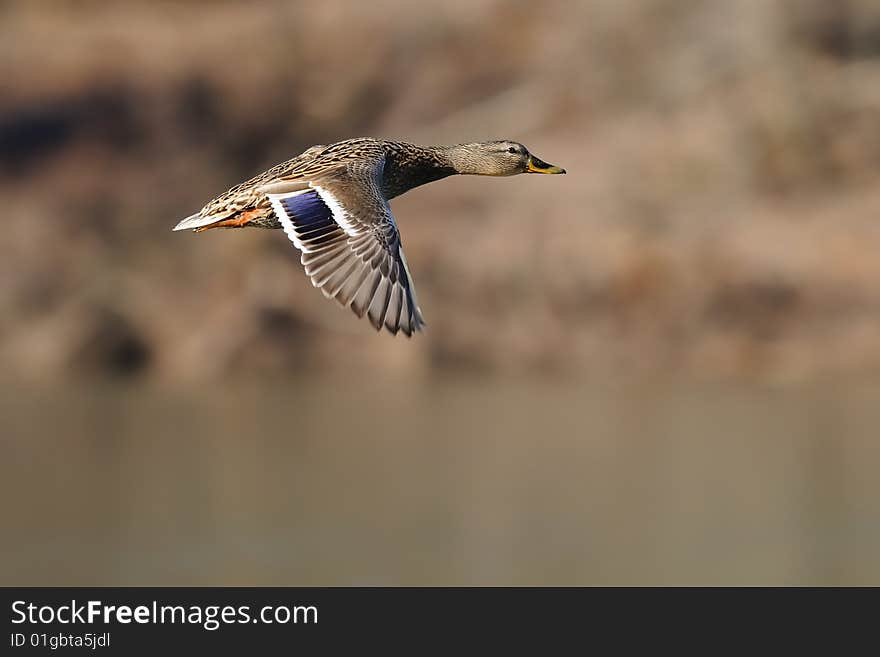 Mallard hen in flight