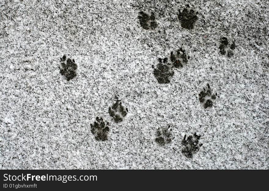 Dog's footprints in snow