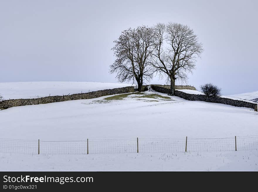 A Winter scene of two trees in the corner of a field bounded by two drystone walls and a barbed wire fence. A Winter scene of two trees in the corner of a field bounded by two drystone walls and a barbed wire fence