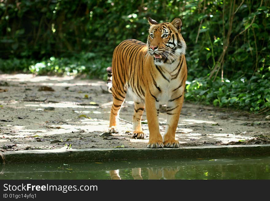 Sumatran tiger walking  along water