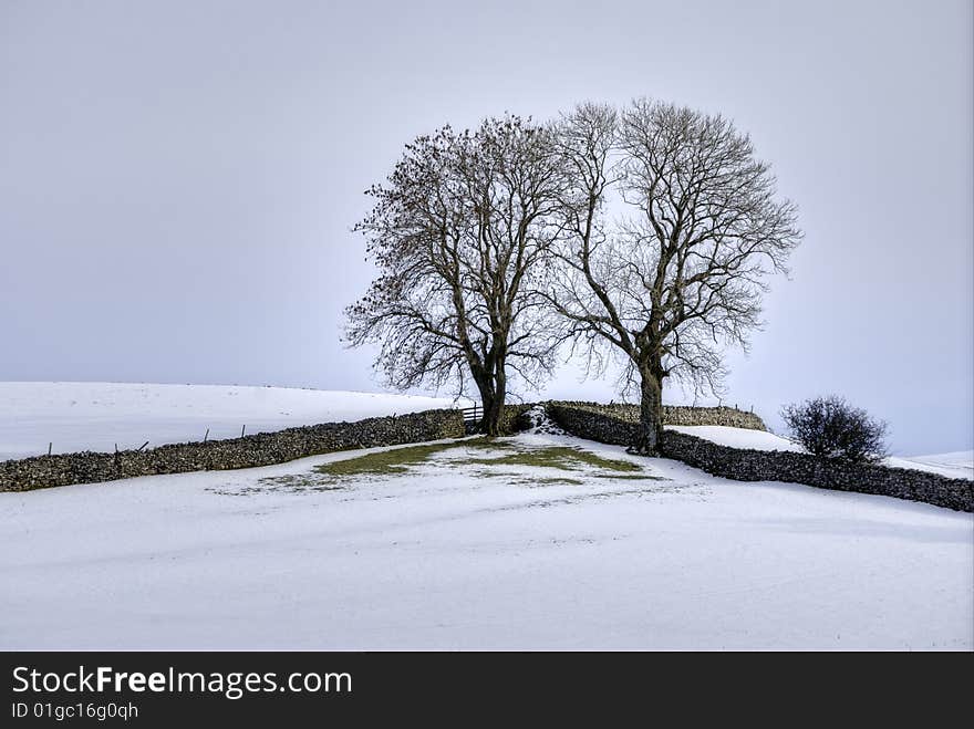 A Winter scene of two trees in the corner of a field bounded by two drystone walls. A Winter scene of two trees in the corner of a field bounded by two drystone walls