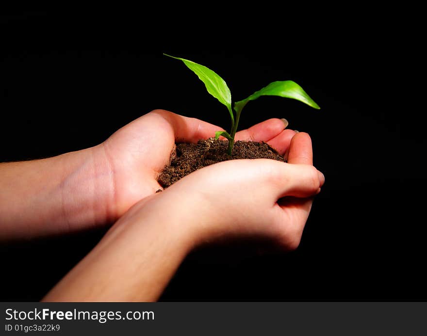 Hands holdings a little green plant on a black background