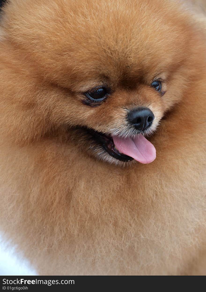 Closeup shot of a  pomeranian . Closeup shot of a  pomeranian .