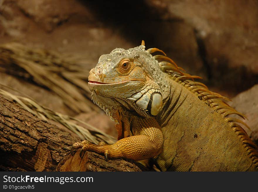 Reptile in captivity