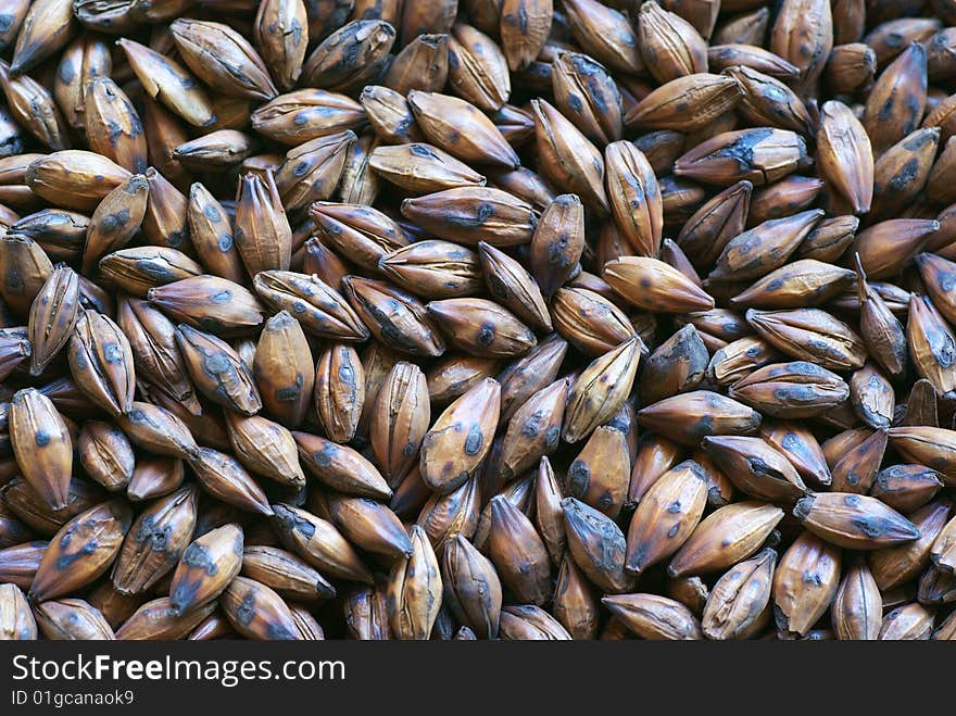 Closeup of Barley Seeds