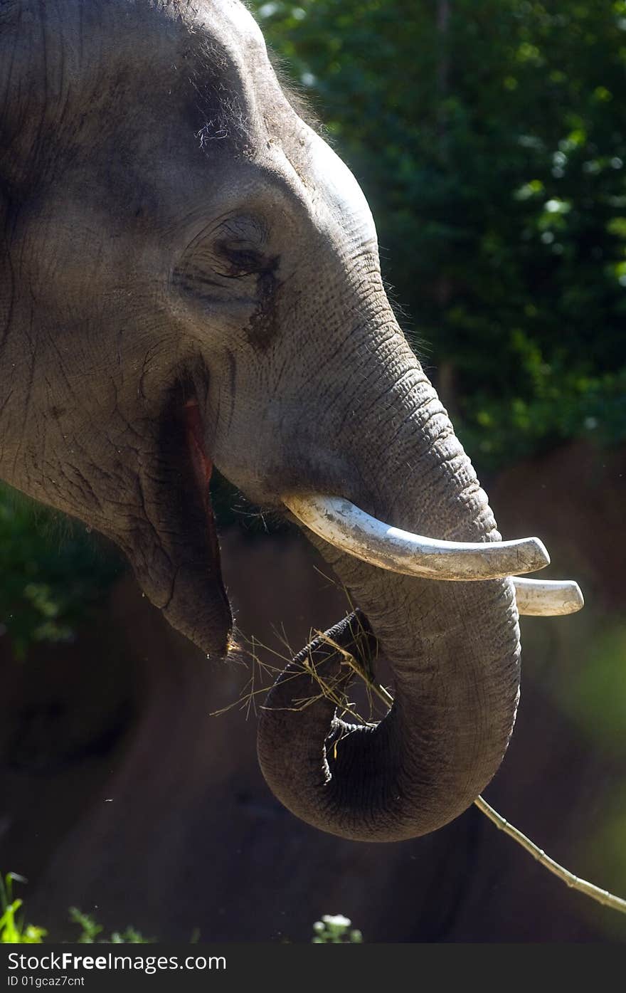 Elephant At The Zoo