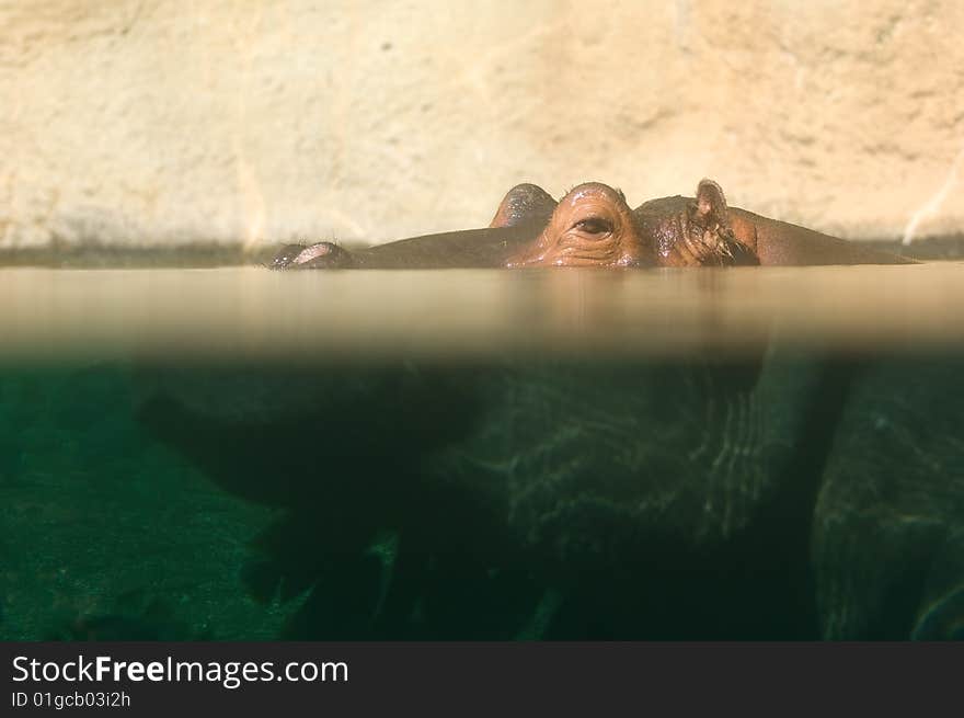 A hippopotamus peeks out of the water at a zoo. A hippopotamus peeks out of the water at a zoo