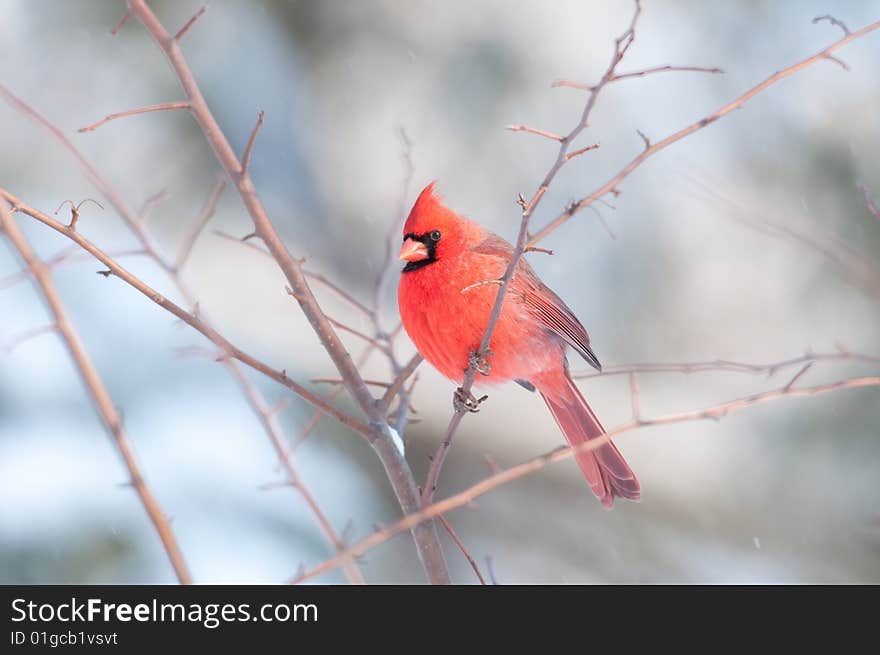 Male Northern Cardinal In A Tree