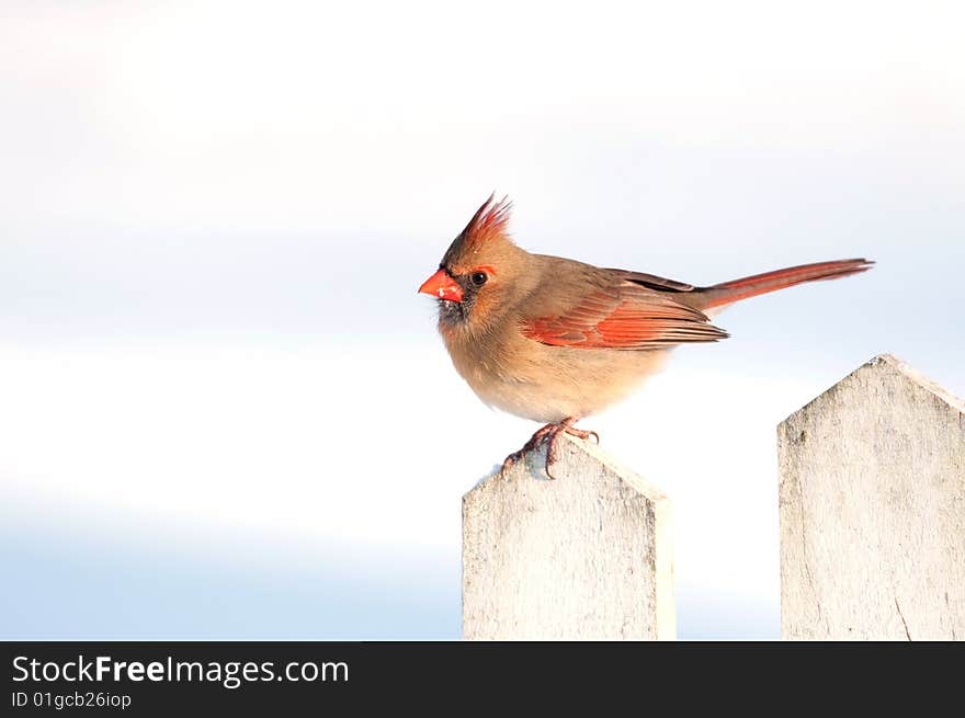 Female Cardinal On A Picket Fince