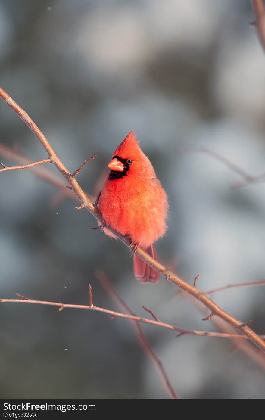 A northern cardinal is perched in a tree following a winter storm. A northern cardinal is perched in a tree following a winter storm