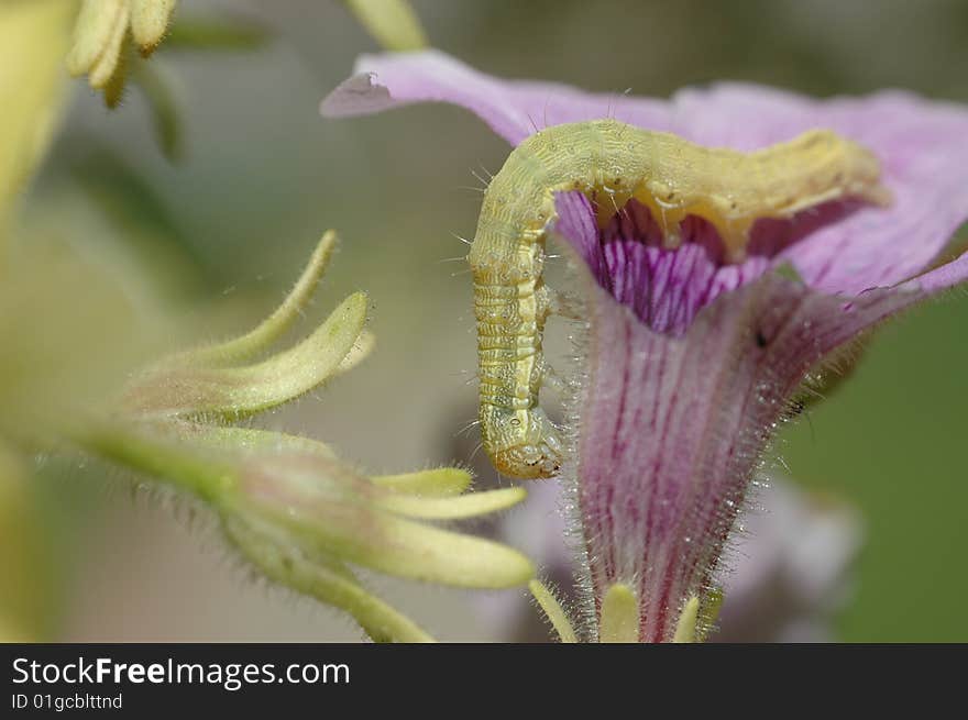 Worm hanging from a flower