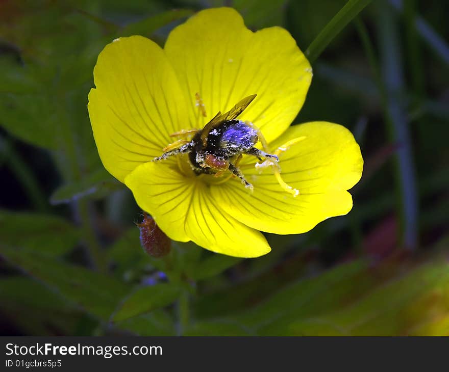 Huge fat bumblebee, drabble in pollen. Huge fat bumblebee, drabble in pollen