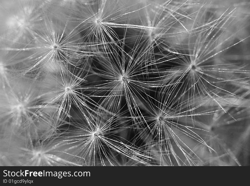 Black and white picture of a dandelion