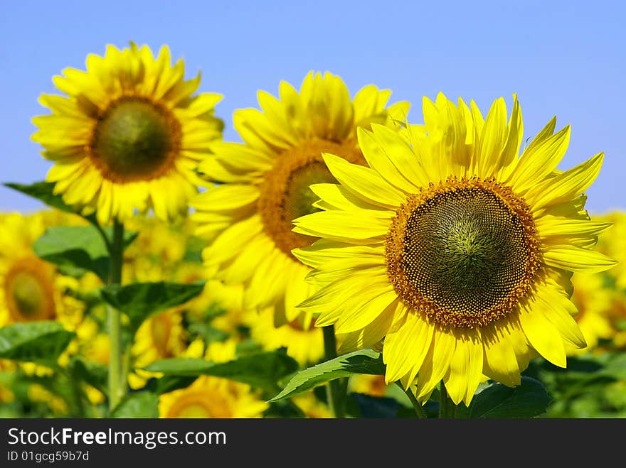 Field of flowers of sunflowers