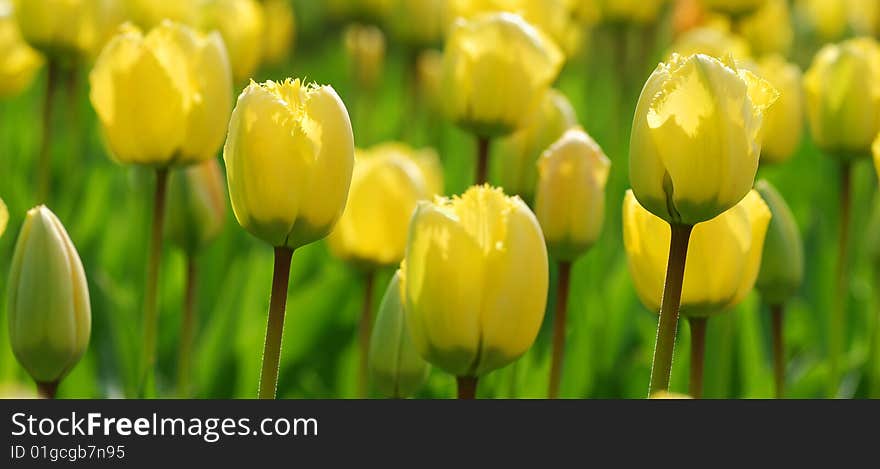 Flower field with yellow tulips