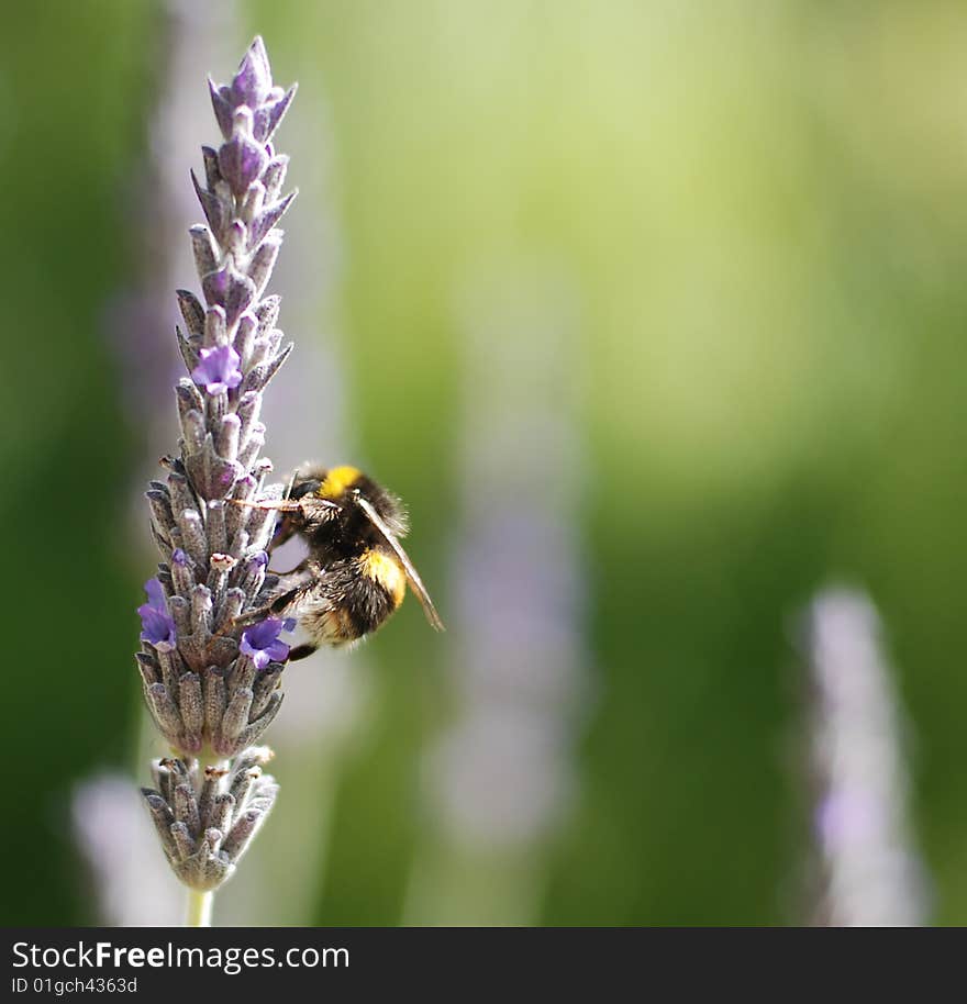 Bee on Lavender