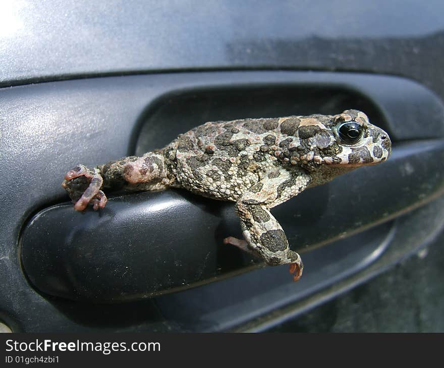 Frog on the automobile handle. Frog on the automobile handle