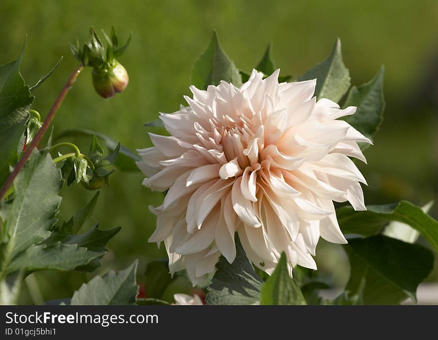 White dahlia on a green background