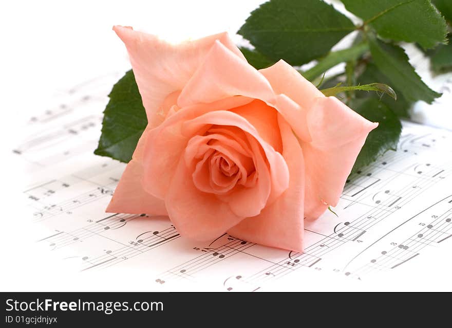 The rose lays on a musical paper